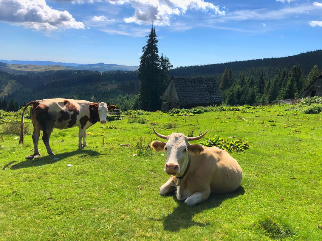 Agricultura românească între tradiție și modernizare